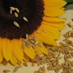 Sunflower seeds