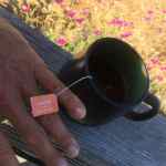 Gabe Kapler and his rooibos tea