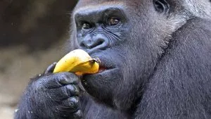 446361-gorilla