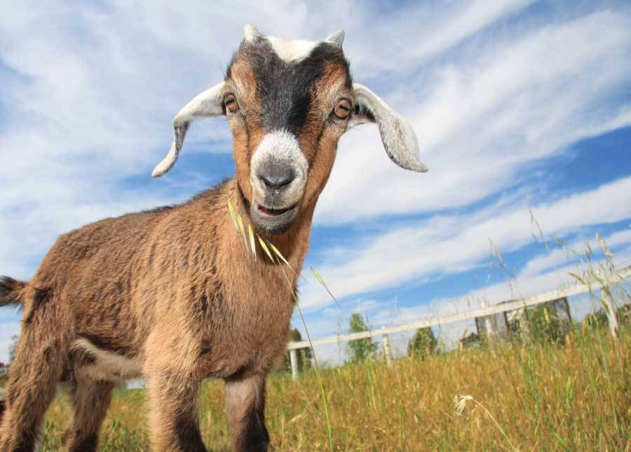 Grt-JF10-goats-kid-i